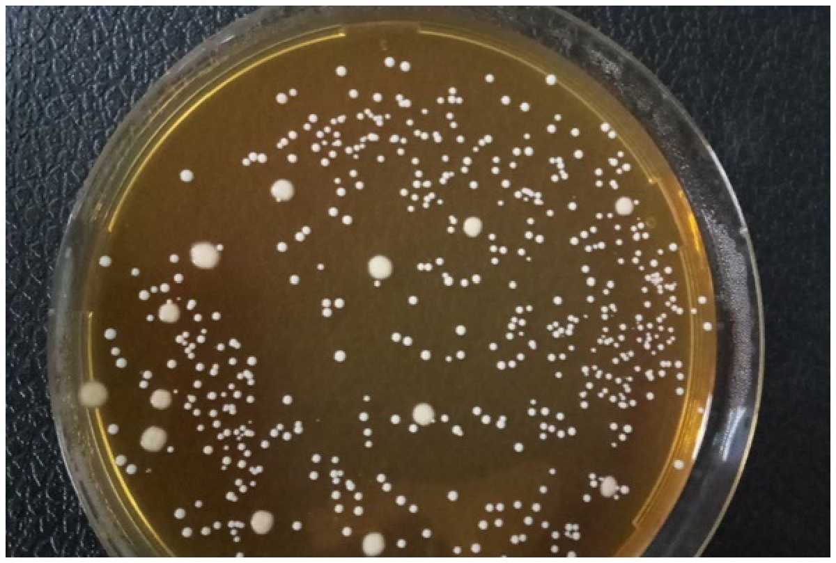 นักวิจัย มวล.พัฒนา "กล้าเชื้อผงปลาส้ม" ทำให้ผลิตปลาส้มได้ทุกฤดูกาล