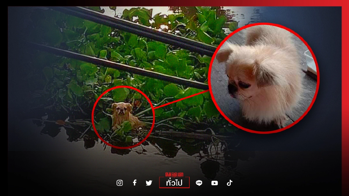 รอดปาฏิหาริย์ สาวช่วยเจ้าตูบ ลอยคอเอาชีวิตรอดกับผักตบชวา