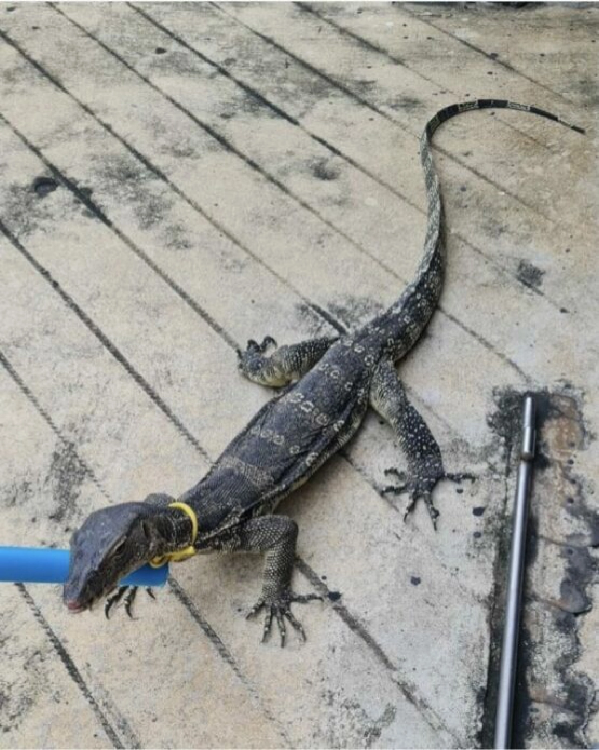 น้องตัวเงินตัวทองให้โชค "เต๋า สมชาย" ออกเลขที่บ้านตรง ๆ 