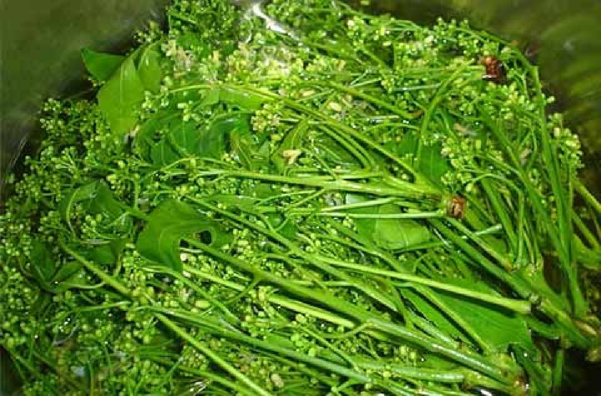 "สะเดา" ผักสมุนไพรพื้นบ้านรสชาติขมแต่สรรพคุณมากล้น