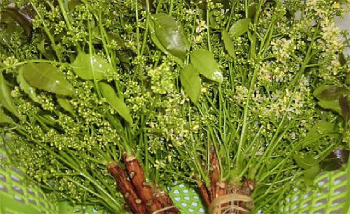 "สะเดา" ผักสมุนไพรพื้นบ้านรสชาติขมแต่สรรพคุณมากล้น