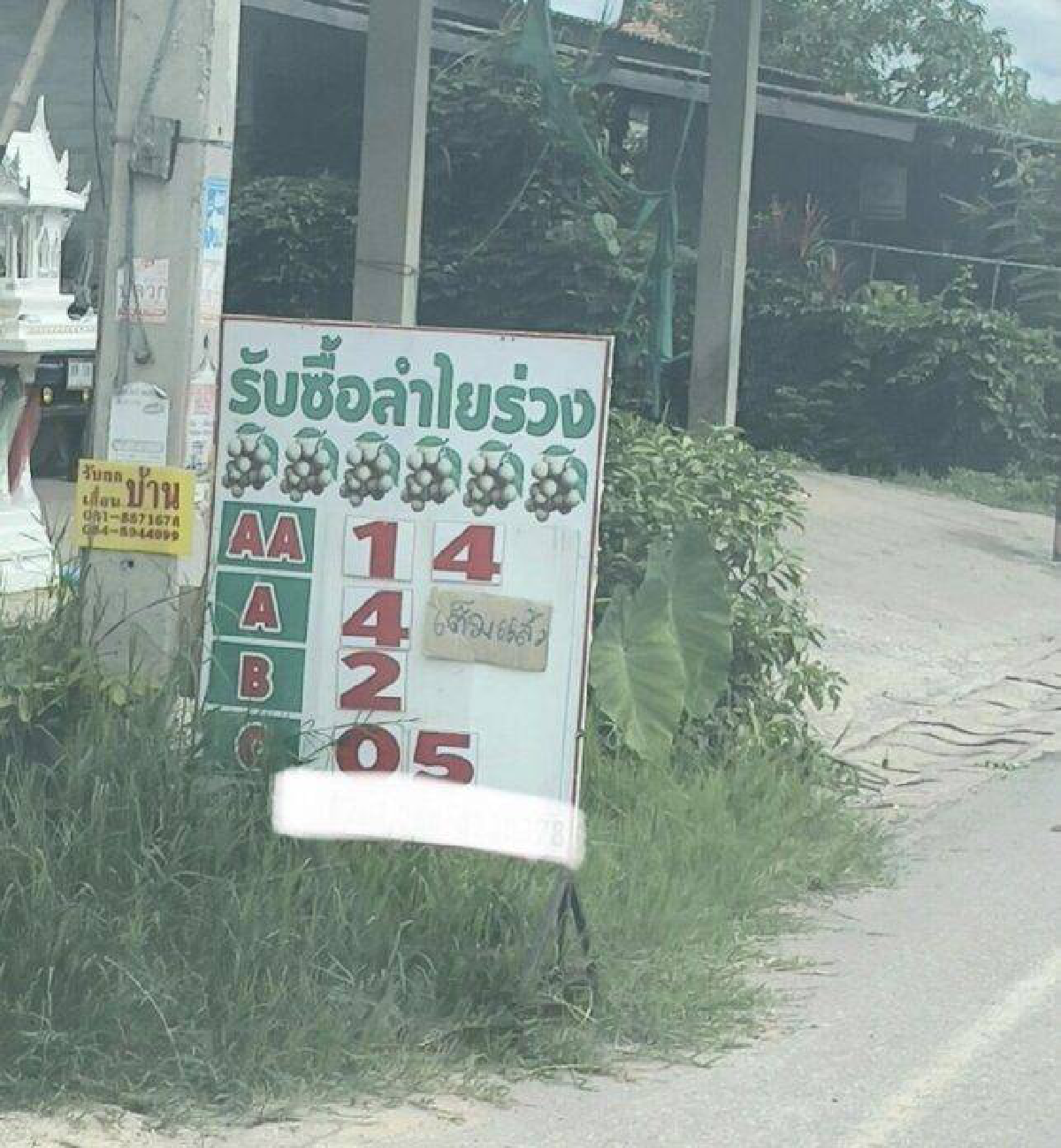 “พลอย ชิดจันทร์” ช่วยชาวสวนลำไย รับซื้อราคาสูง หลังราคาลำไยต่ำสุดใน 30 ปี