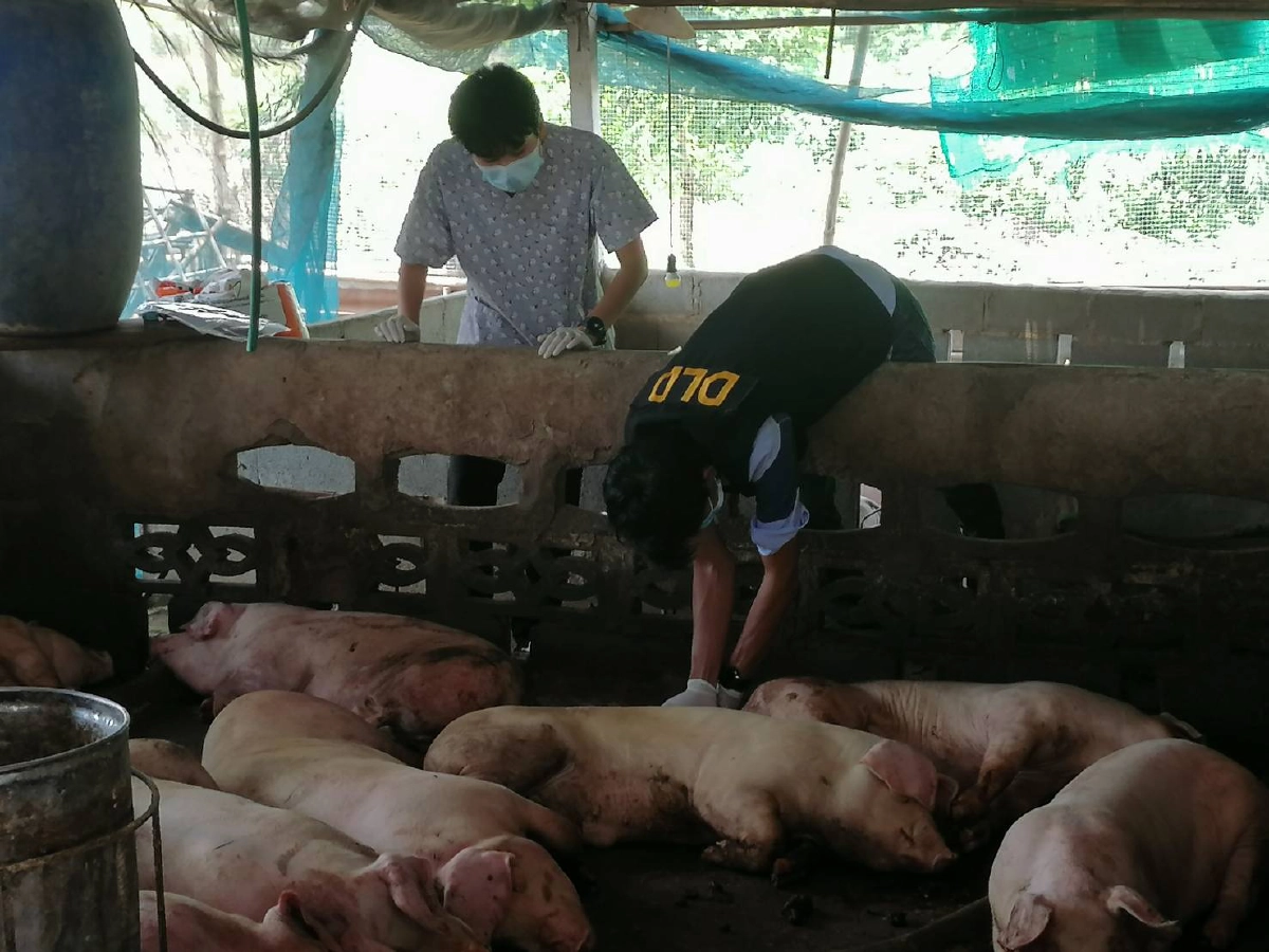 เจ้าของ “ฟาร์มหมู” ล้มทั้งยืน 3 วันหมูป่วยทยอยตายยกคอก