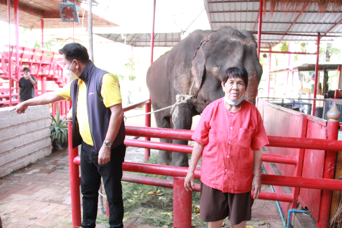 \"ช้าง\" ชรา พังคำหล้า มีแรงขึ้นแล้ว หลังได้รับอาหารจากผู้ใจบุญ
