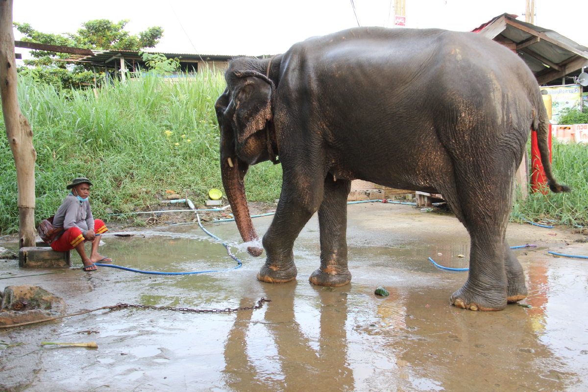 \"ช้าง\" ชรา พังคำหล้า มีแรงขึ้นแล้ว หลังได้รับอาหารจากผู้ใจบุญ