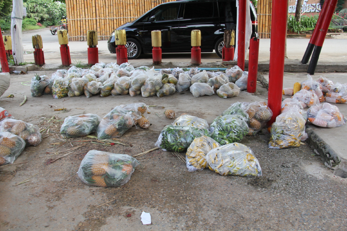 \"ช้าง\" ชรา พังคำหล้า มีแรงขึ้นแล้ว หลังได้รับอาหารจากผู้ใจบุญ