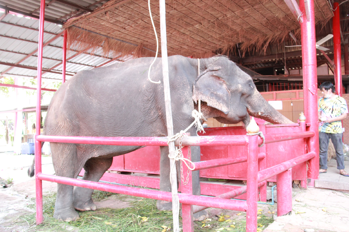 \"ช้าง\" ชรา พังคำหล้า มีแรงขึ้นแล้ว หลังได้รับอาหารจากผู้ใจบุญ