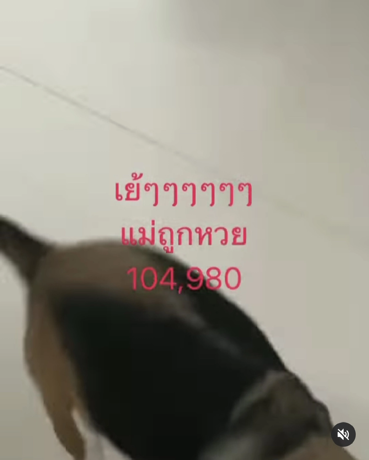 น้องหมาคึกคัก “สุนารี” โพสต์คลิปอวดเลขเด็ด ขอให้ทุกคนรวย