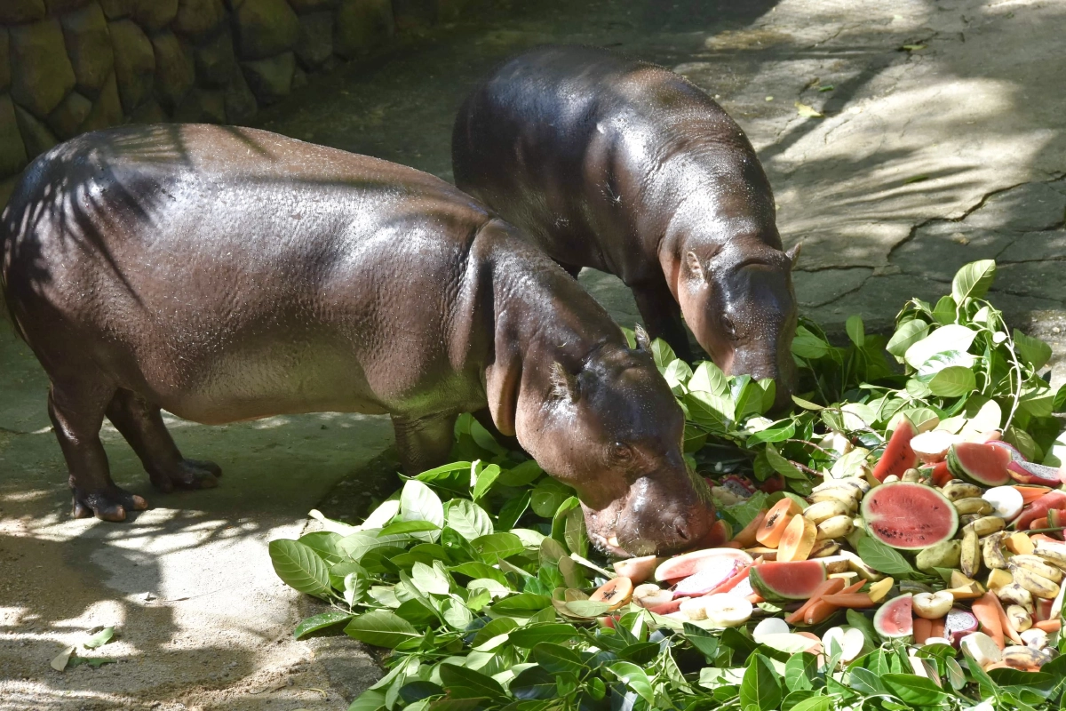 ฉลอง 2 ขวบ "หมูตุ๋น" เซเลบดังสวนสัตว์เปิดเขาเขียว