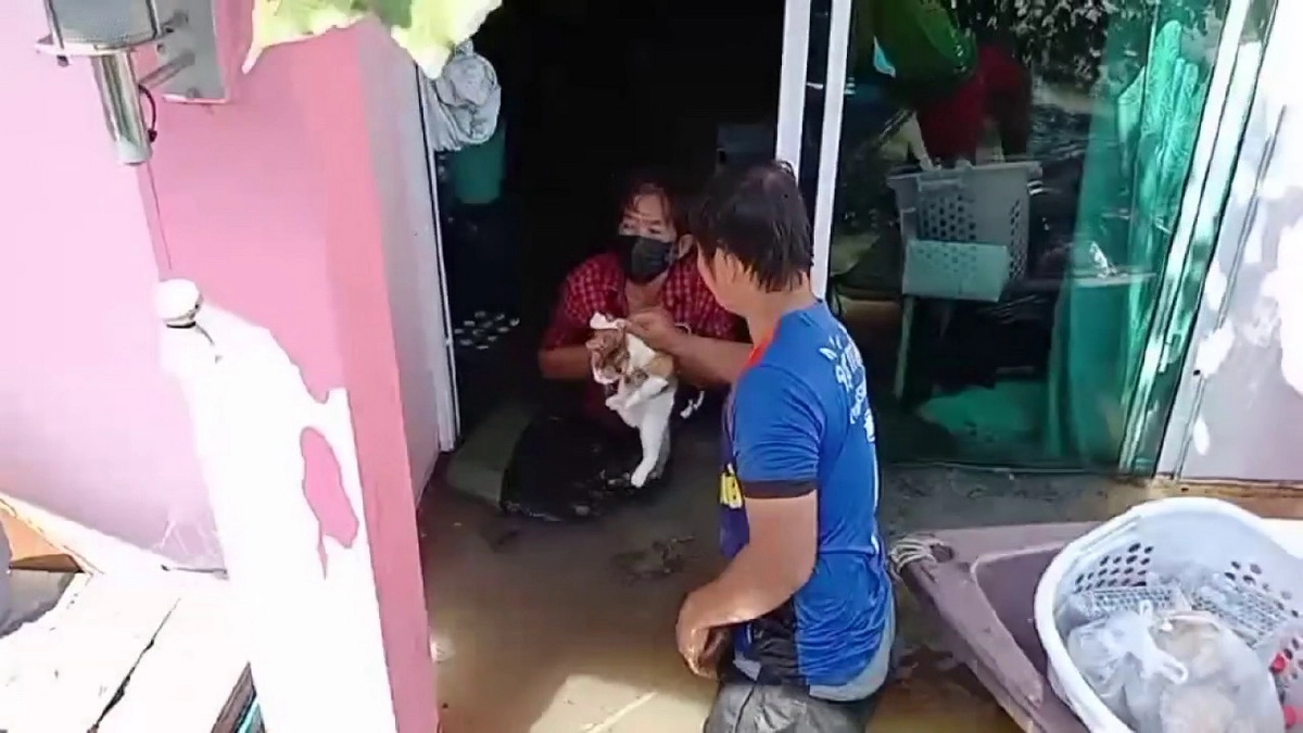 บ้าน "น้ำท่วม" เร่ง จนท.ช่วยแมว 11 ชีวิต ให้ปลอดภัย ข้าวของอื่นค่อยขนทีหลัง