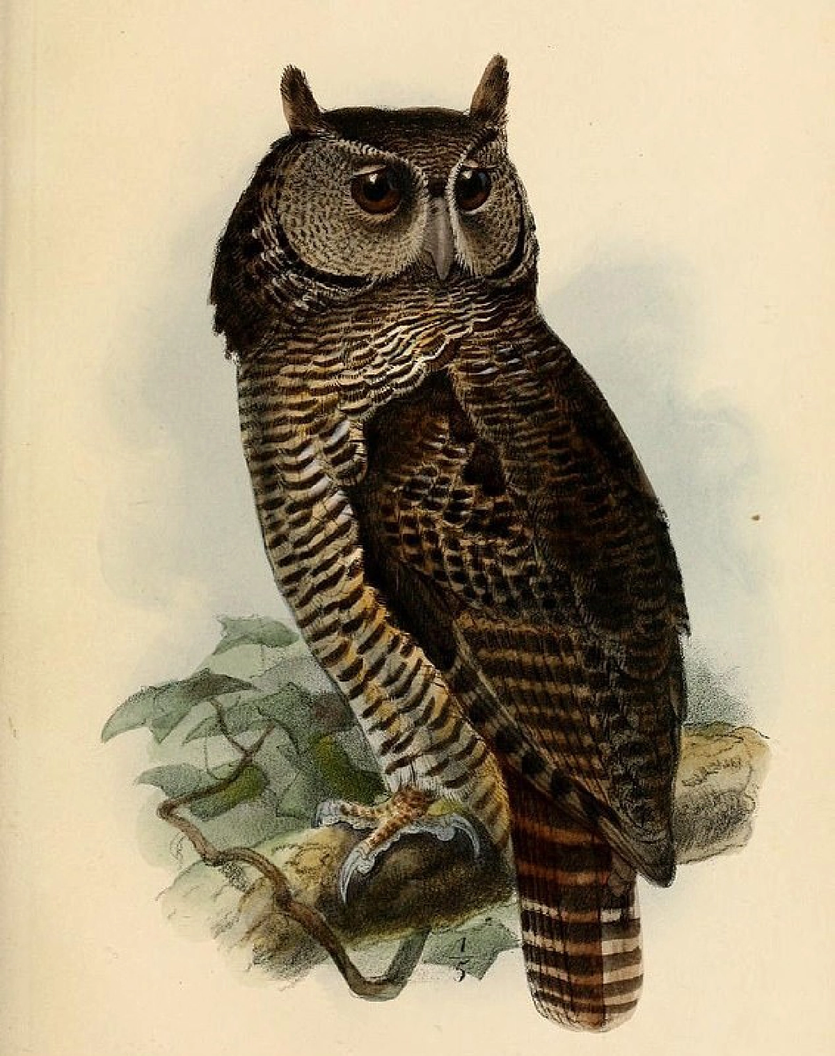 นักวิทย์สุดตื่นเต้น แชะภาพ “นกเค้ายักษ์” เป็นครั้งแรก ไม่เคยพบเห็น 150 ปี