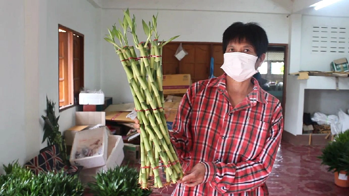 ฉุดไม่อยู่ ตลาด "ไผ่กวนอิม" จ.พะเยา โตสวนกระแส "โควิด-19"