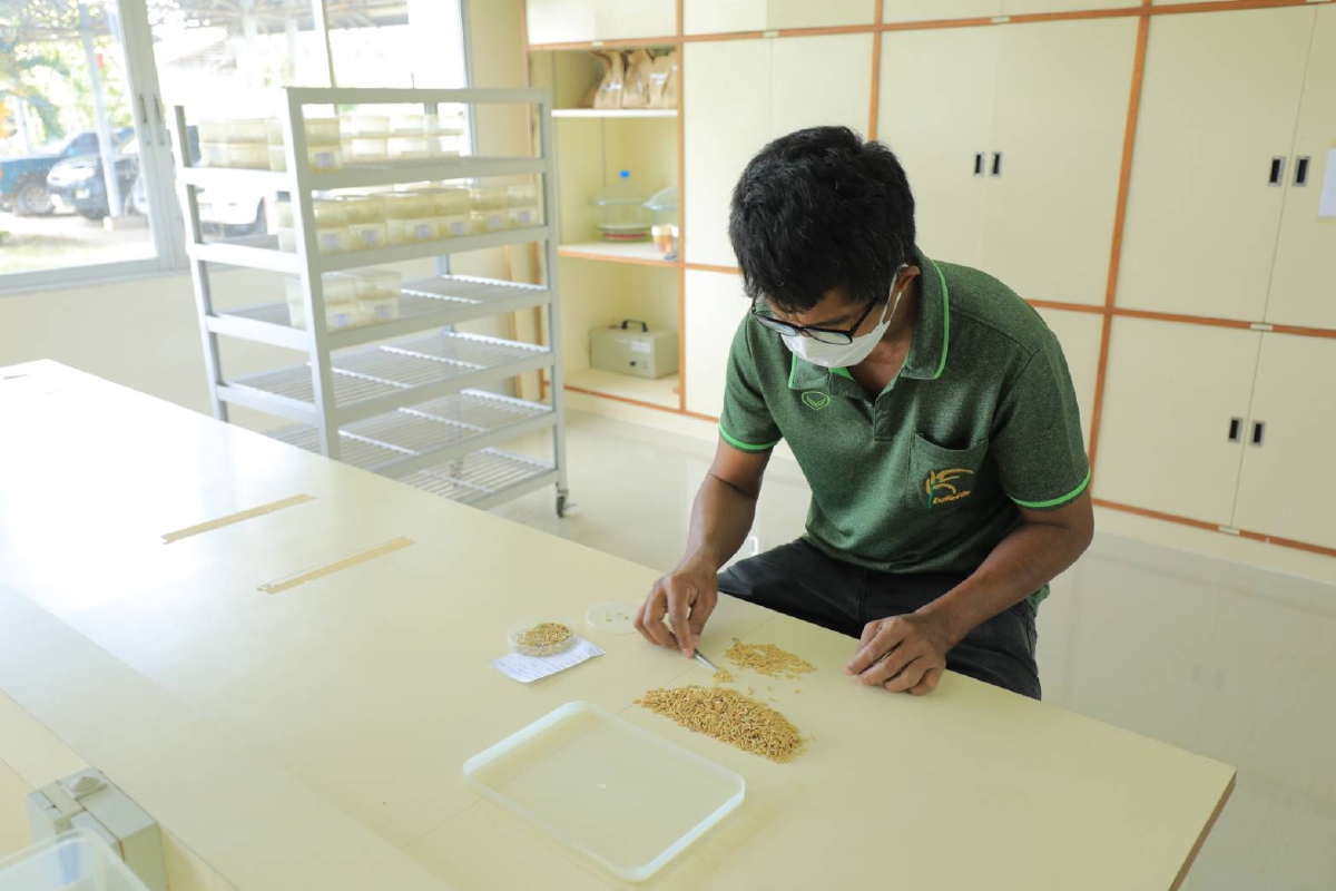 ศูนย์เมล็ดพันธุ์ข้าวปัตตานี ยกระดับ 