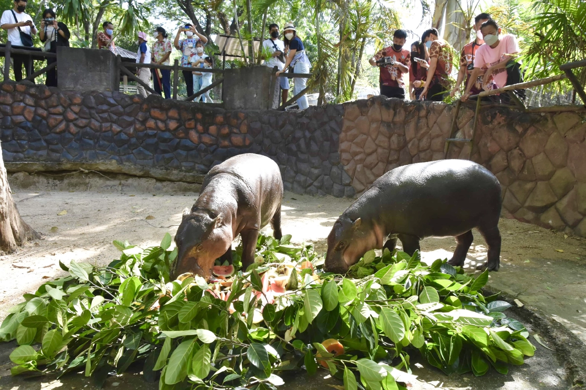 ฉลอง 2 ขวบ "หมูตุ๋น" เซเลบดังสวนสัตว์เปิดเขาเขียว