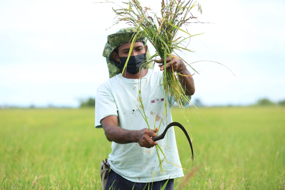 ศูนย์เมล็ดพันธุ์ข้าวปัตตานี ยกระดับ 