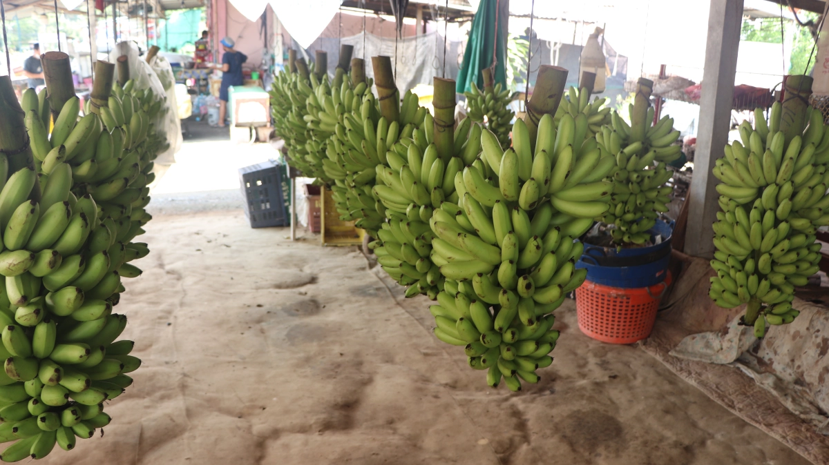 สวนกล้วยจมน้ำ ซื้อ "กล้วยไข่" ราคาเท่าไหร่กันบ้าง (มีคลิป)