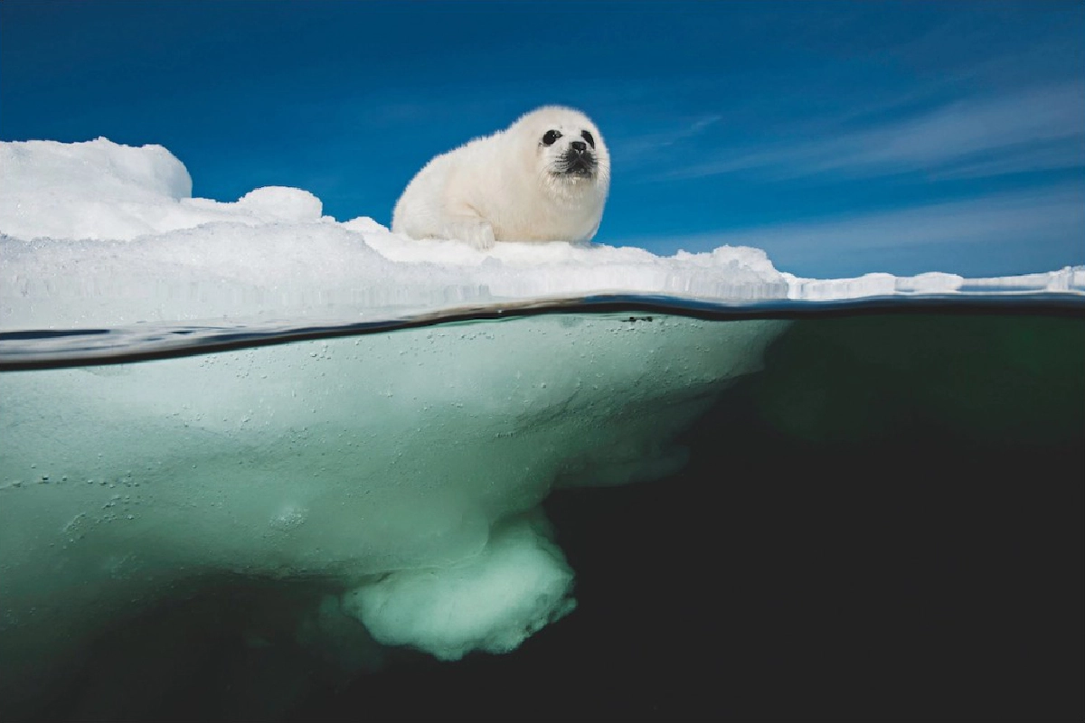 ชวนมาชม "คลังภาพ" โลกคู่ขนานระหว่างโลกกับใต้ท้องทะเล โดยช่างภาพ Nat-Geo