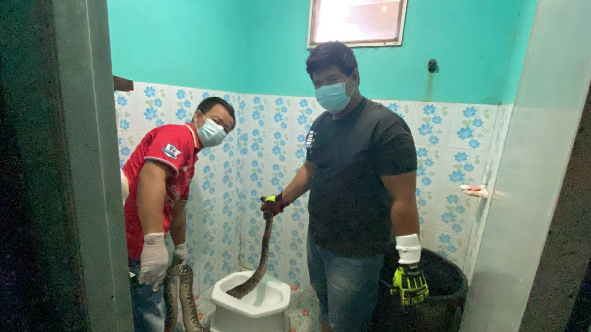 สุดสยองสาวช็อก "งูเหลือม" โผล่หัวชูคอขึ้นมาจากส้วม (มีคลิป)