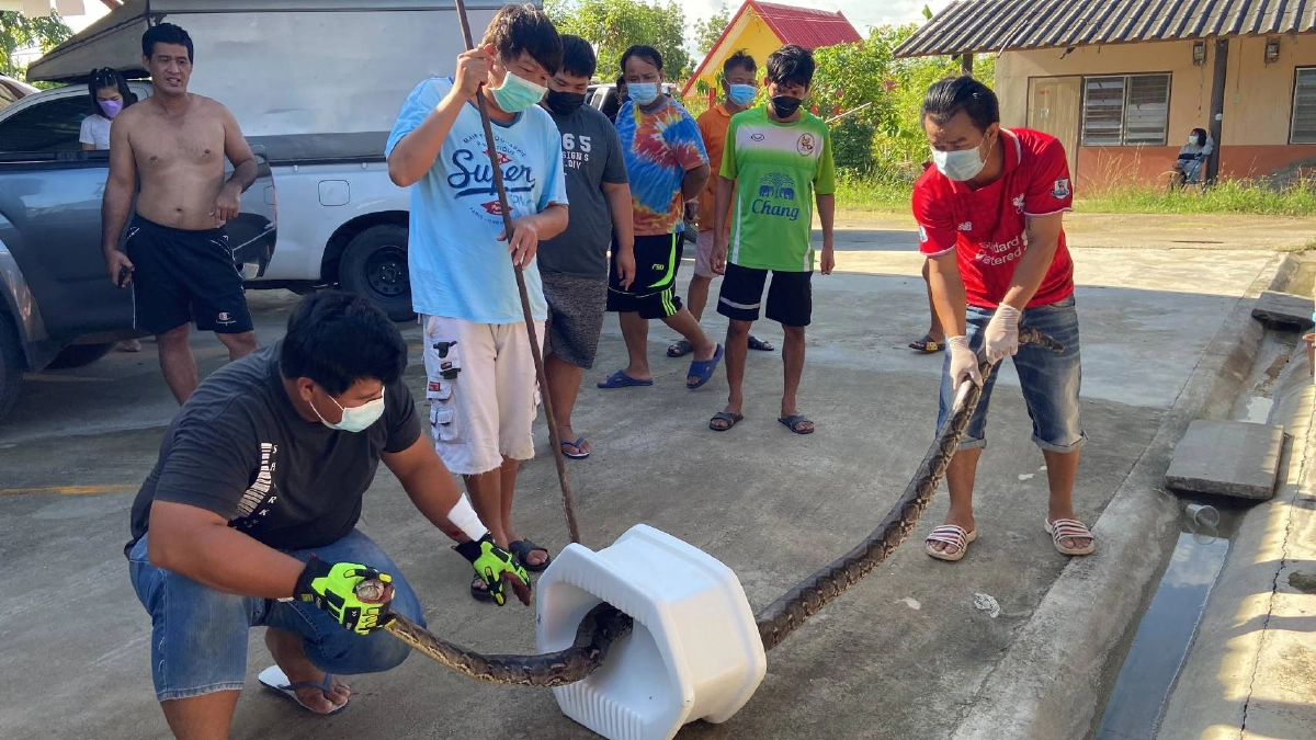 สุดสยองสาวช็อก "งูเหลือม" โผล่หัวชูคอขึ้นมาจากส้วม (มีคลิป)