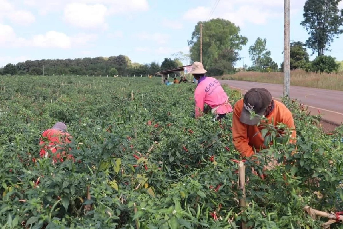 เกษตรกรยิ้ม ราคา "พริกสด" สายพันธุ์ super hot พุ่งกระฉูด กิโลกรัมละ 50-60 บาท