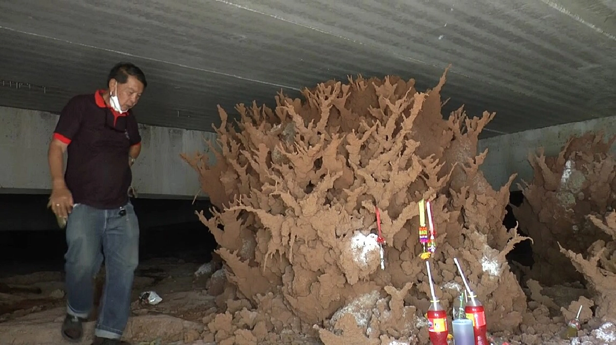 ส่อง "เลขเด็ด" จอมปลวก หรือ งานศิลปะ ชูช่อสวยงาม เคยมีคนได้โชคมาแล้ว