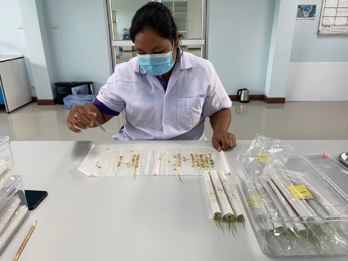 ศมข.พิจิตร เข้มตลอดกระบวนการผลิตสู่ "เมล็ดพันธุ์ข้าว" คุณภาพได้มาตรฐาน