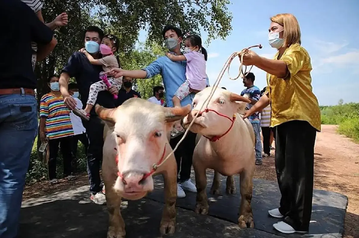 แม้แต่การลงพื้นที่พบประชาชน  "พิธา" มีหัวใจดวงน้อย "น้องพิพิม" ติดตามไปด้วยเสมอ 