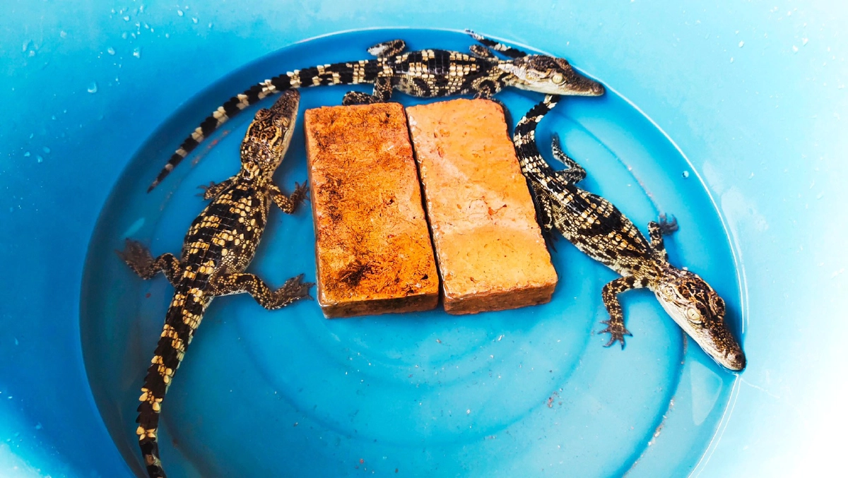 "รับโชคใหญ่" วันนี้มาแก้บนด้วยลูกจระเข้ ให้ศาลพ่อปู่ตาภู วัดปู่เจ้า