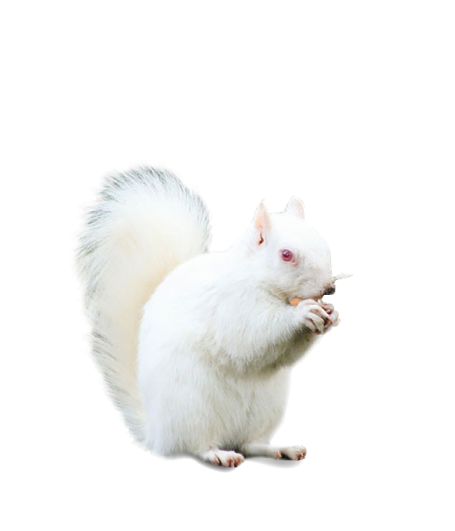 อันดับหนึ่ง 104+ ภาพพื้นหลัง กระรอก สีขาว คมชัด