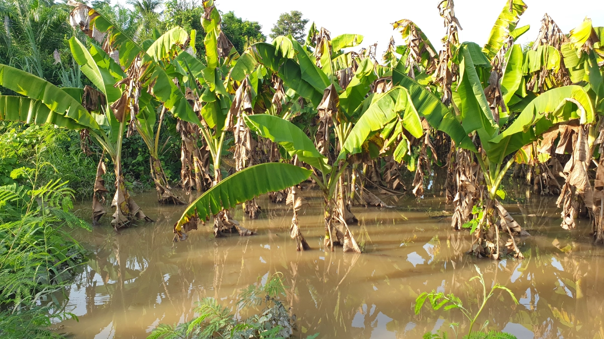 กล้วยขาดตลาดแน่ สวน "กล้วยหอมทอง" กล้วยน้ำว้า จ.เพชรบุรี จมน้ำ หลายร้อยไร่