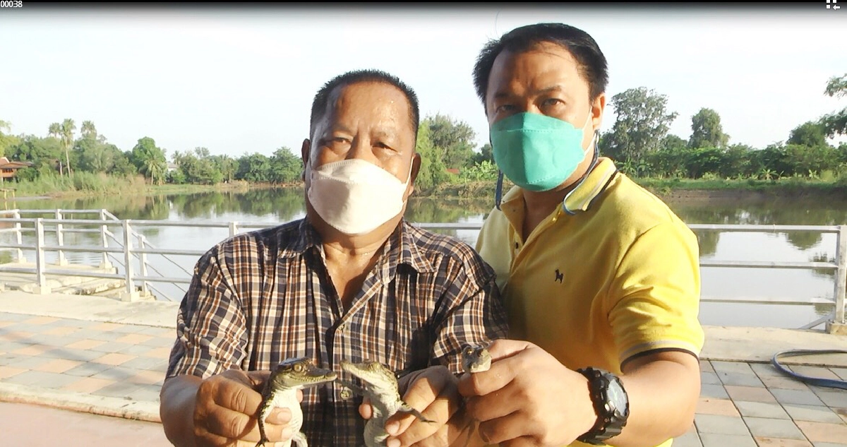 "รับโชคใหญ่" วันนี้มาแก้บนด้วยลูกจระเข้ ให้ศาลพ่อปู่ตาภู วัดปู่เจ้า