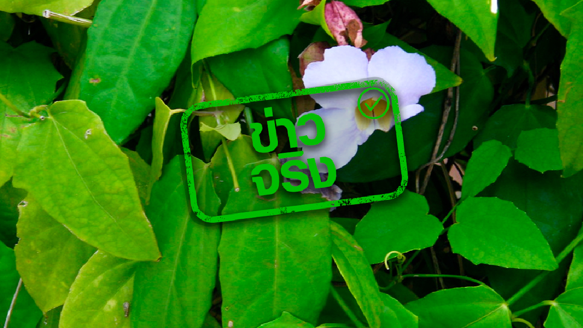 วันออกพรรษา, ฉีดวัคซีนโควิด-19, Thailand Pass, ลาป่วย, ใบรับรองแพทย์, รางจืด, ยาบ้า,  ข่าวบิดเบือน, ข่าวปลอม, ข่าวจริง