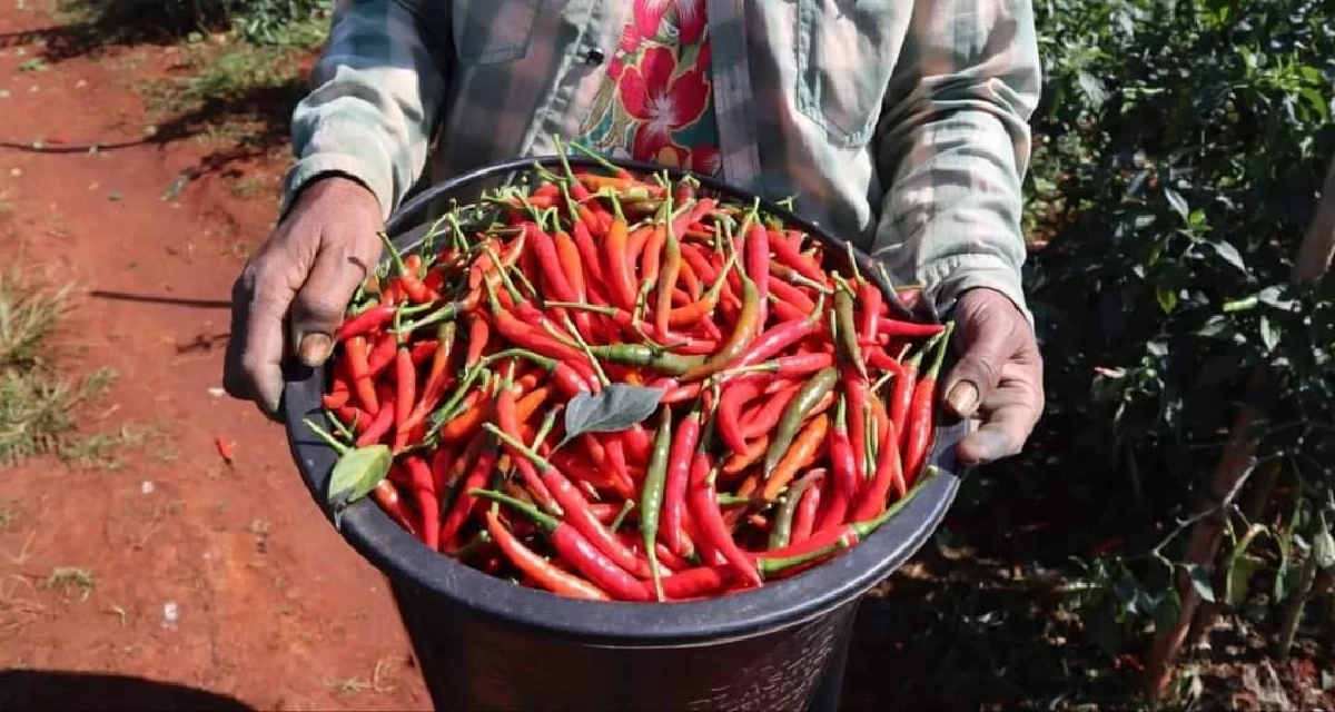 เกษตรกรยิ้ม ราคา "พริกสด" สายพันธุ์ super hot พุ่งกระฉูด กิโลกรัมละ 50-60 บาท