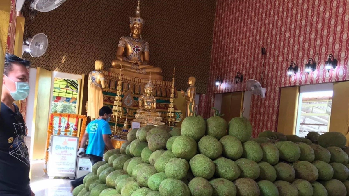 ขนุน 9 ตัน "แก้บน" หลวงพ่อสมหวัง วัดหนองงูเหลือม หลังขายที่ดินได้ภายใน 3 วัน