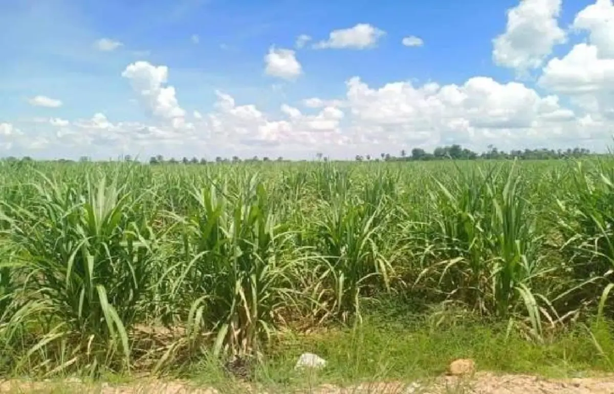 พิธา นำก้าวไกลบุกเมืองขุนช้าง อาสาคืนความยุติธรรม แก้ปัญหาน้ำ-ที่ดิน-อ้อย