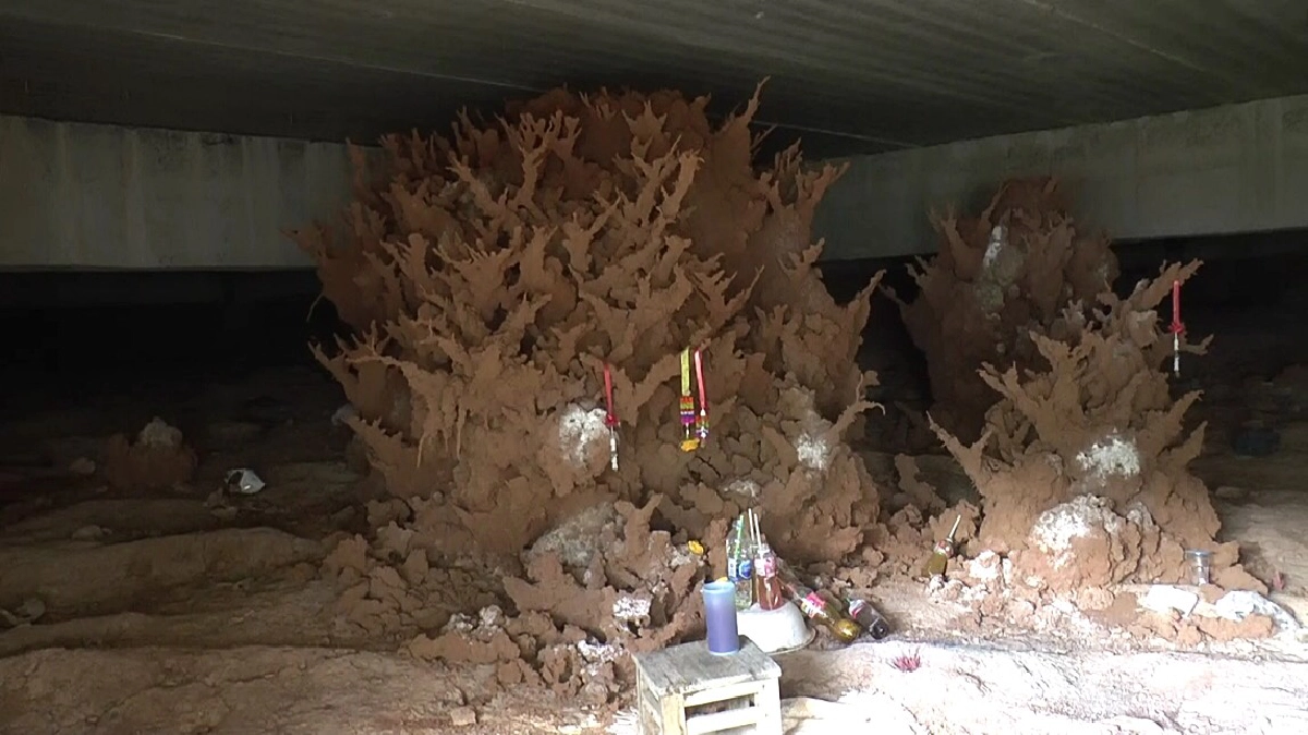 ส่อง "เลขเด็ด" จอมปลวก หรือ งานศิลปะ ชูช่อสวยงาม เคยมีคนได้โชคมาแล้ว