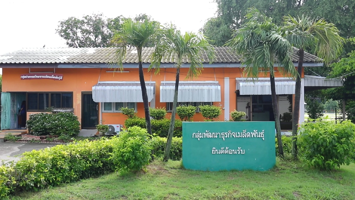 ศูนย์เมล็ดพันธุ์ข้าวชัยนาท ส่งเสริมเกษตรกร "นาแปลงใหญ่"