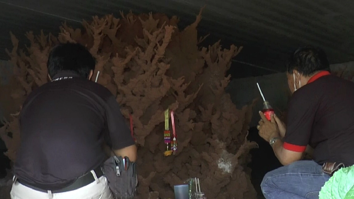 ส่อง "เลขเด็ด" จอมปลวก หรือ งานศิลปะ ชูช่อสวยงาม เคยมีคนได้โชคมาแล้ว