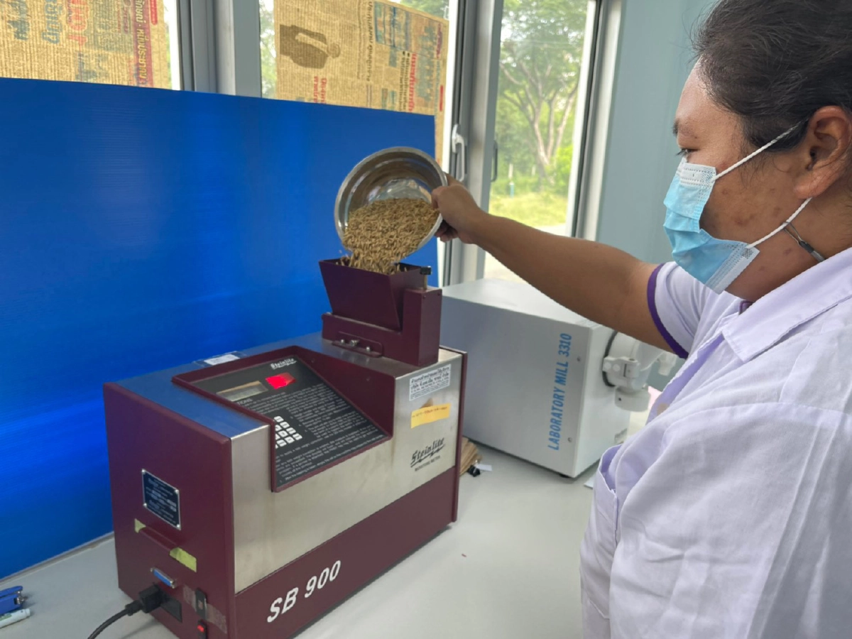 ศมข.พิจิตร เข้มตลอดกระบวนการผลิตสู่ "เมล็ดพันธุ์ข้าว" คุณภาพได้มาตรฐาน