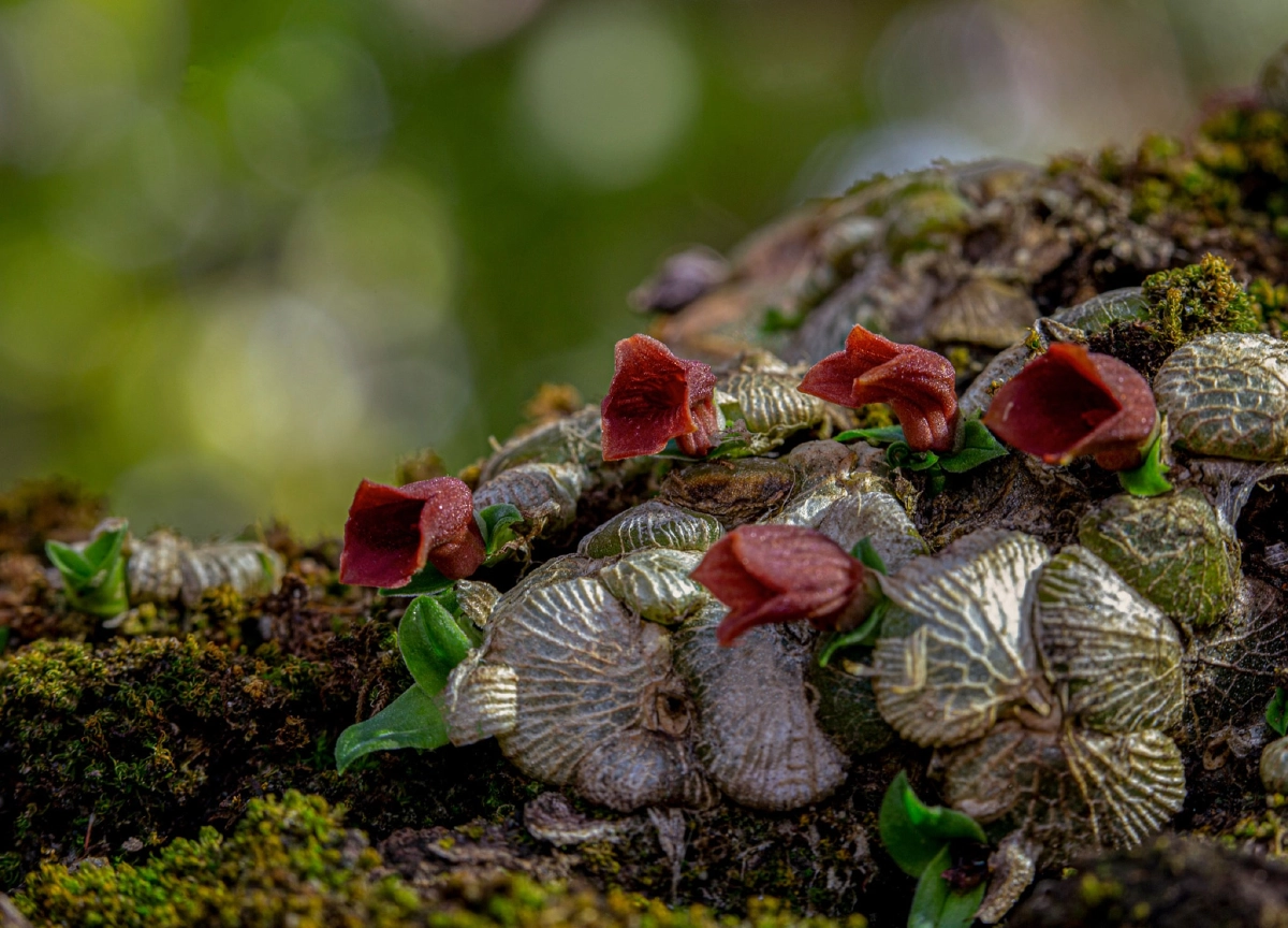 ออกดอกสวยสีแดง "เอื้องรังนกไทยทอง" ทั่วดอยหัวหมด ป่าอุ้มผางเท่านั้น