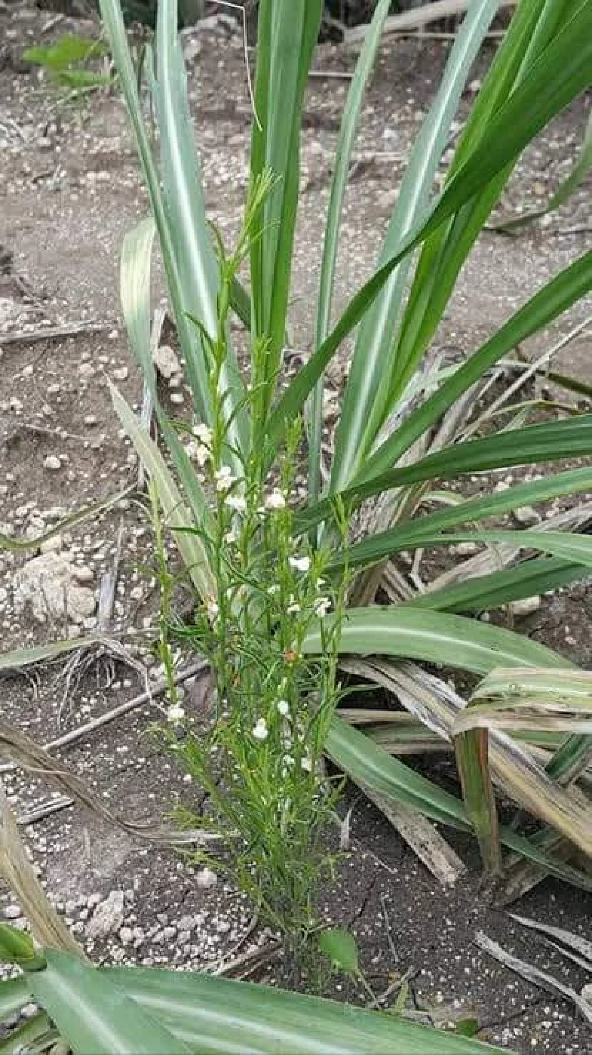 ไม่น่ารักนะคะ "หญ้าแม่มด" อย่าหาทำ ปลูกวัชพืชร้ายกาจ ภัยร้ายทำลายทุ่งนา