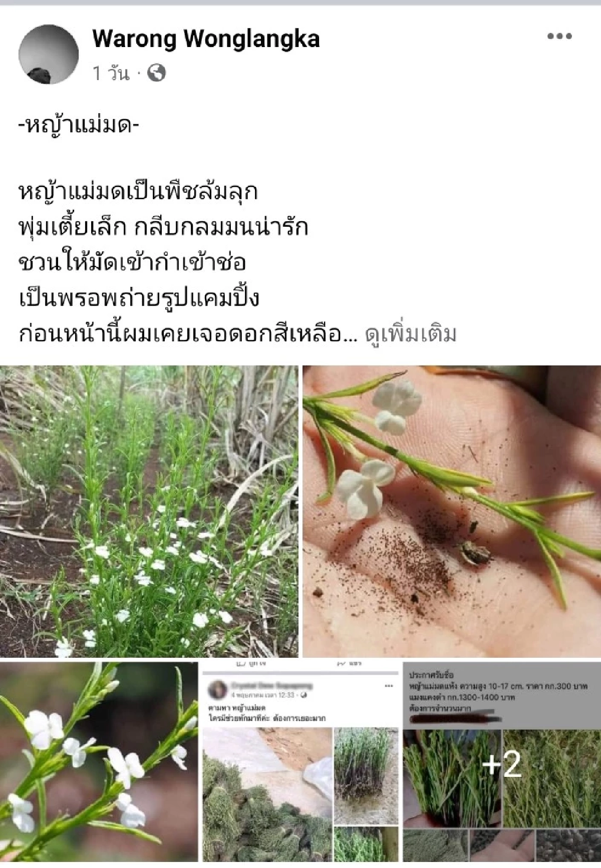 ไม่น่ารักนะคะ "หญ้าแม่มด" อย่าหาทำ ปลูกวัชพืชร้ายกาจ ภัยร้ายทำลายทุ่งนา