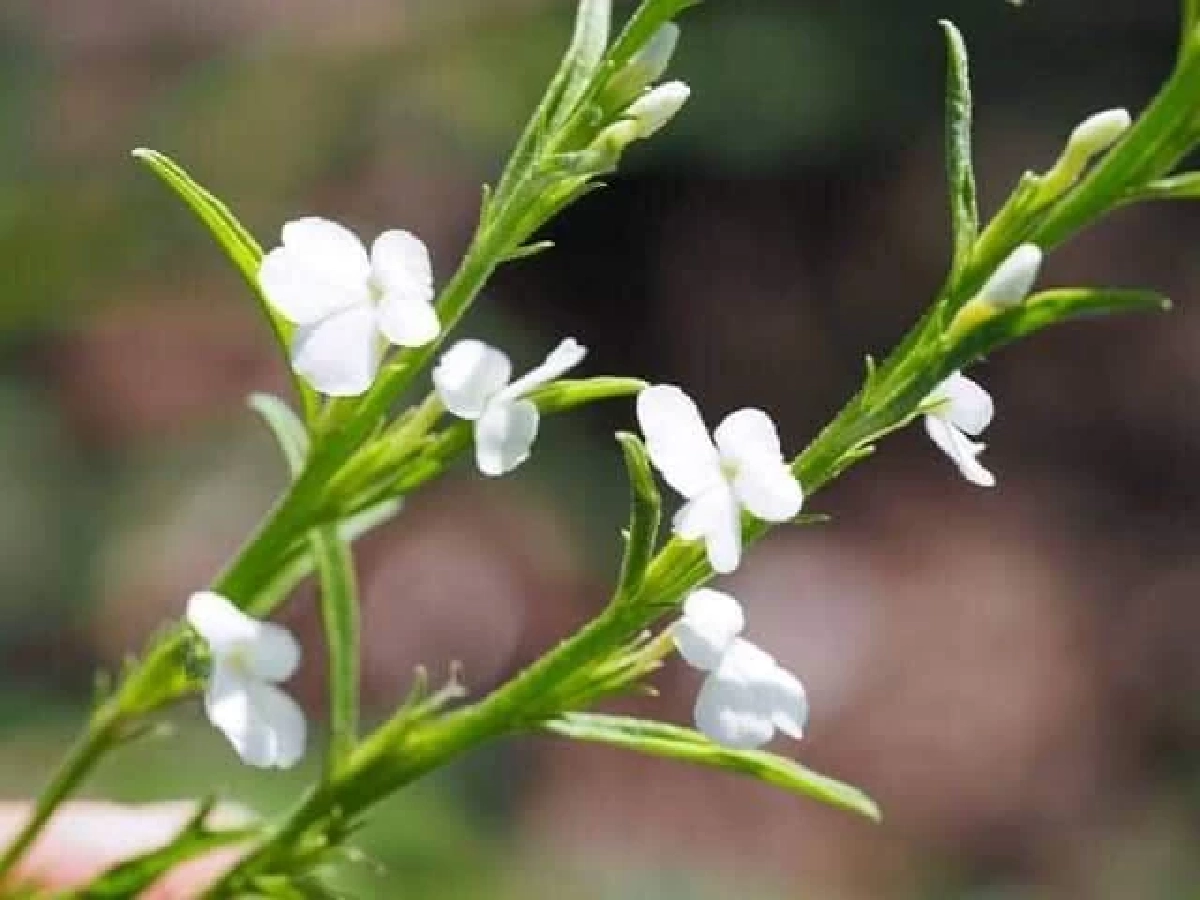 ไม่น่ารักนะคะ "หญ้าแม่มด" อย่าหาทำ ปลูกวัชพืชร้ายกาจ ภัยร้ายทำลายทุ่งนา