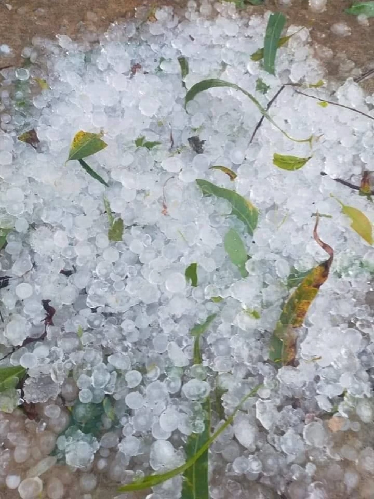 หนาวระลอกใหม่ อุณภูมิลดอีก 3-5 องศา "พายุลูกเห็บ" พัดถล่ม อ.เทิง จ.เชียงราย