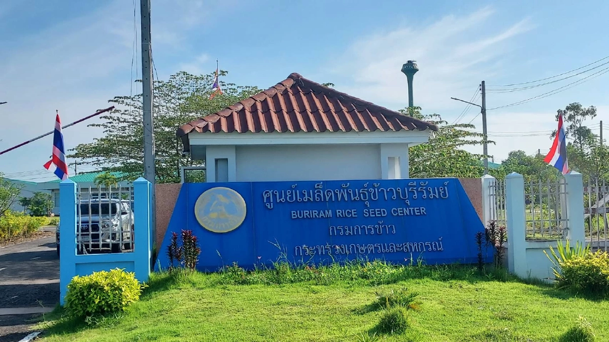 ศูนย์เมล็ดพันธุ์ข้าวบุรีรัมย์หนุนเกษตรกรผลิต "เมล็ดพันธุ์ข้าว" หอมมะลิ