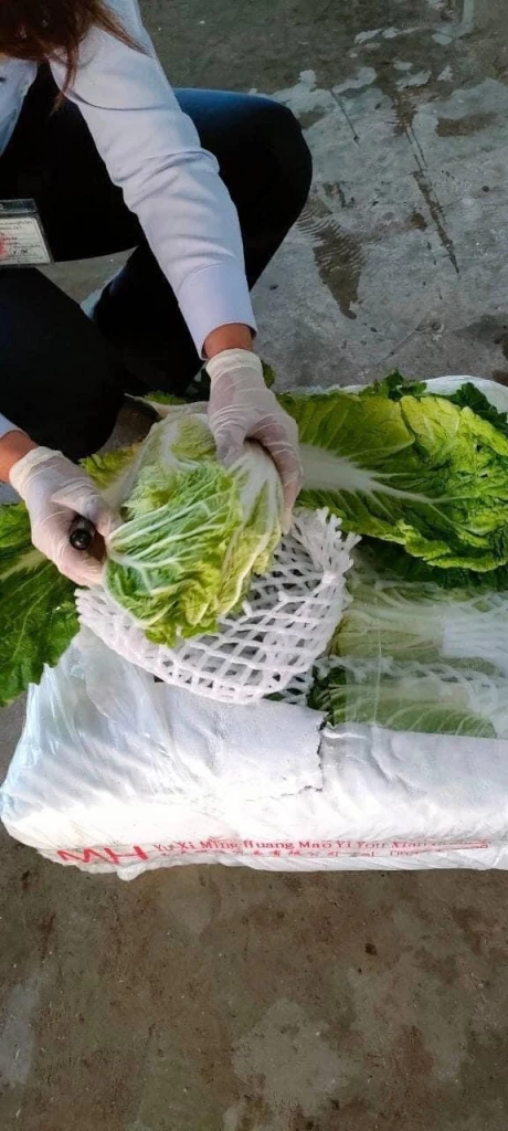 ผักจากยูนนาน ที่ด่านตรวจพืชหนองคาย ก่อนส่งเข้าตลาดไท