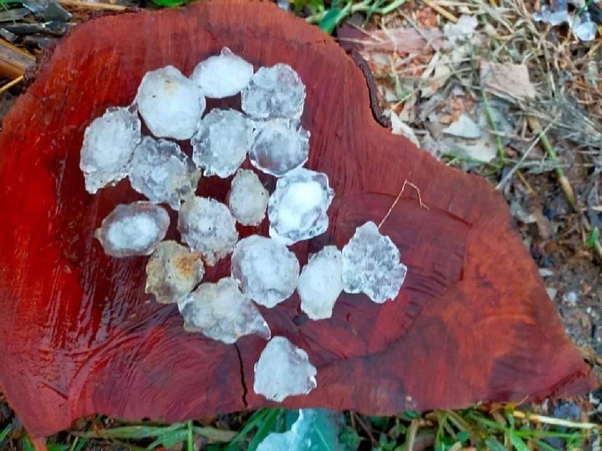 หนาวระลอกใหม่ อุณภูมิลดอีก 3-5 องศา "พายุลูกเห็บ" พัดถล่ม อ.เทิง จ.เชียงราย
