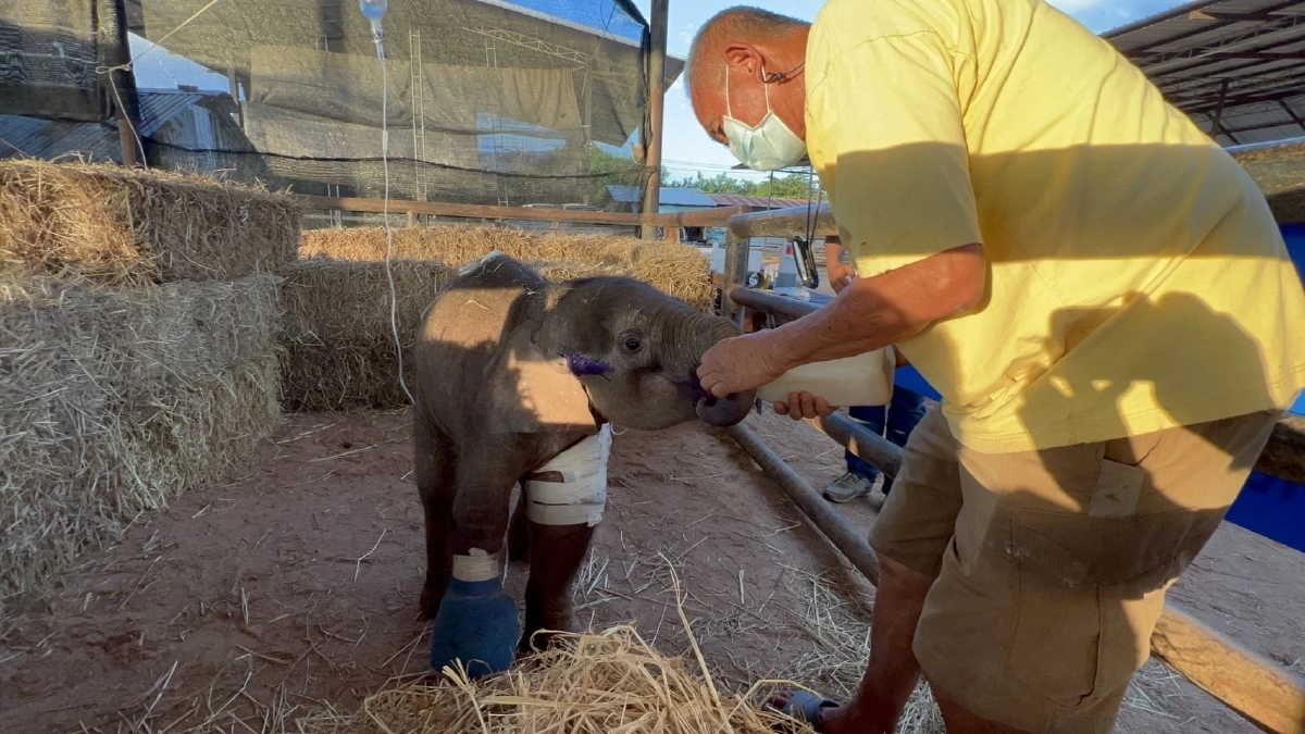 ช้างน้อย "ฟ้าใส" ผ่าตัดเอากระสุนออกแล้ว อาการปลอดภัย