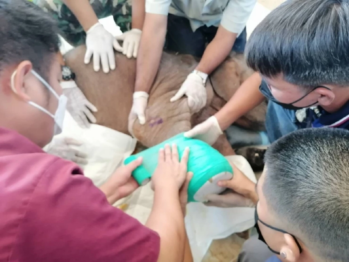 "ฟ้าใส" เริ่มซนได้ ปีนป่ายคอก และกองฟางโชว์