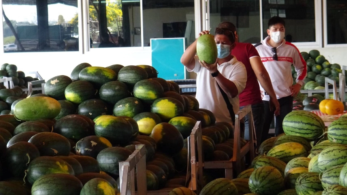 แตงโมโอะฮิซามะ แตงโมไทย เตรียม "ส่งออก" ญี่ปุ่น